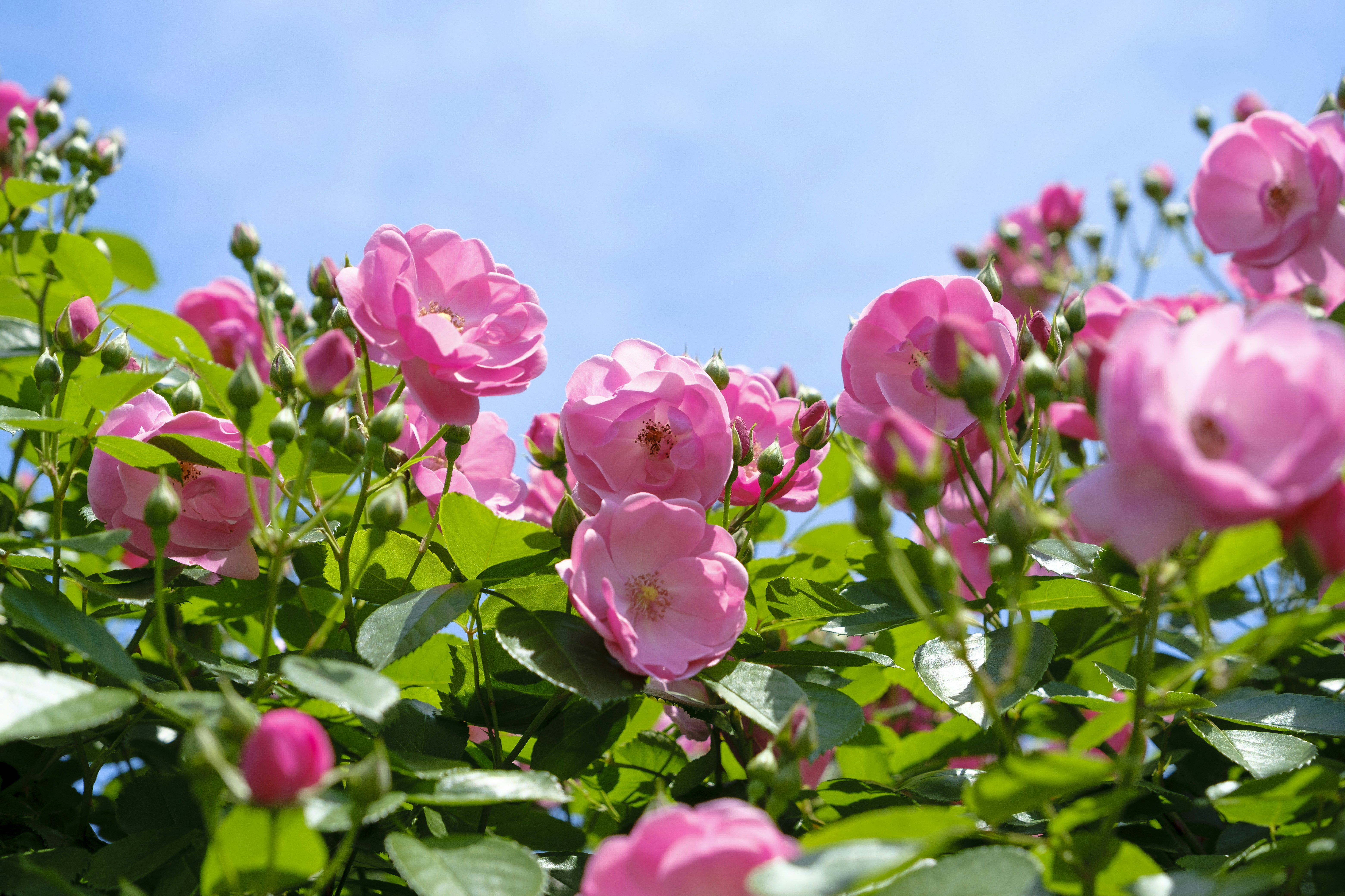 Photo by wenhao_ruan