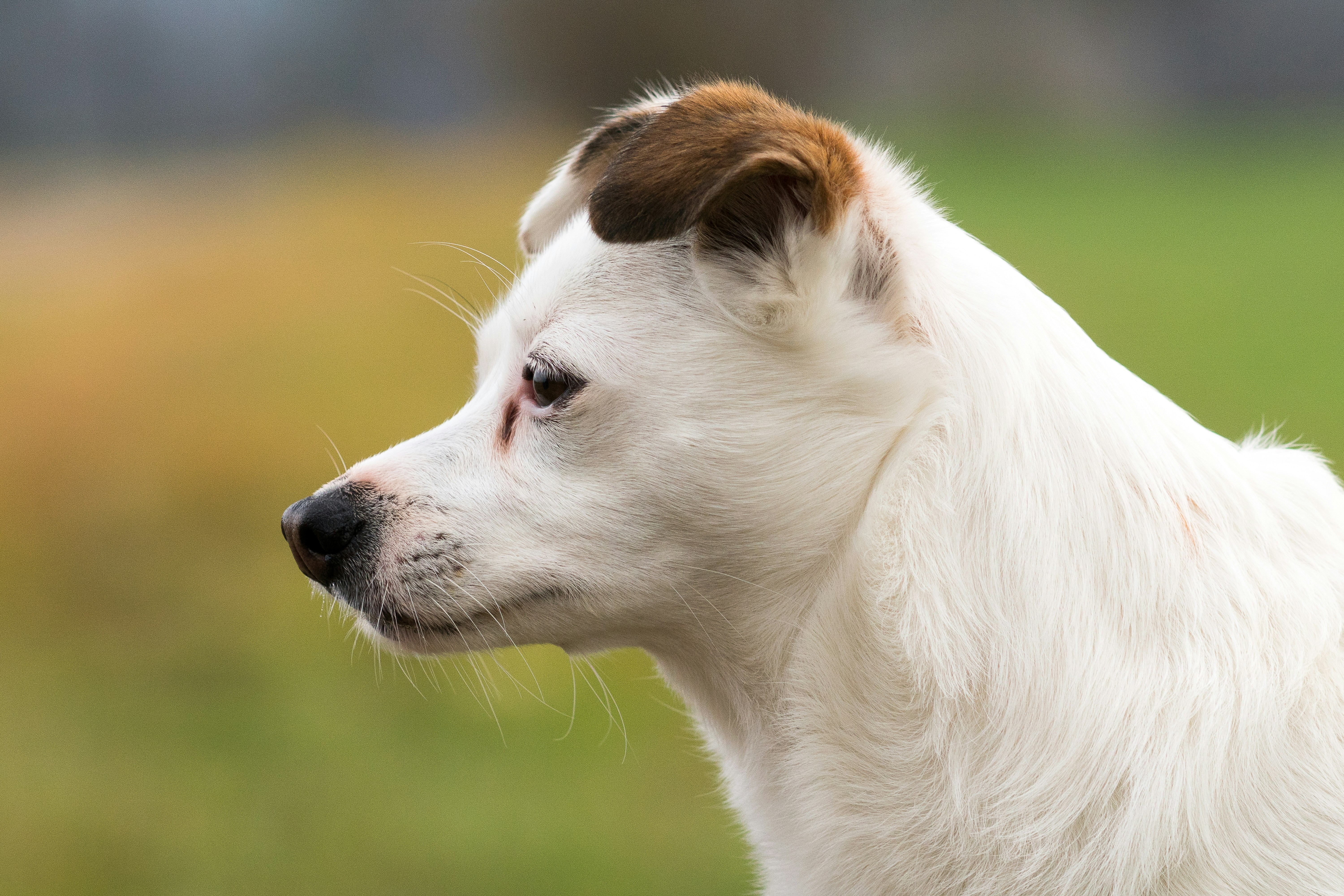 Confidence Shown Through Facial Posture