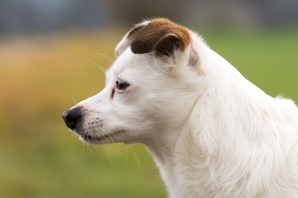 a close up of a white and brown dog