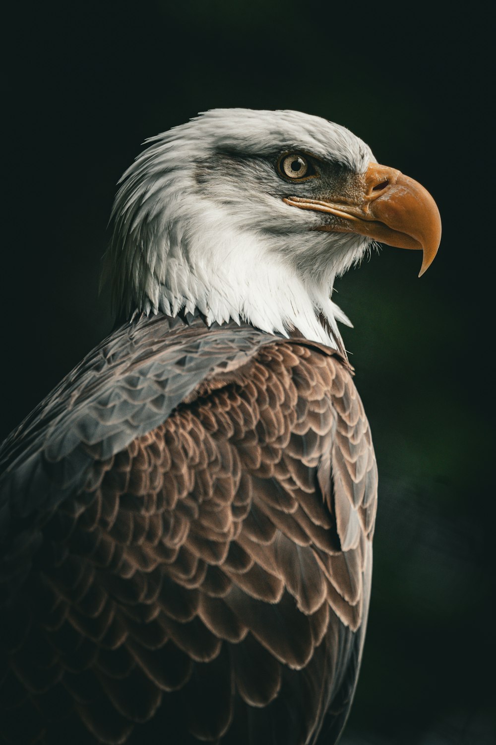 a close up of a bald eagle with a black background