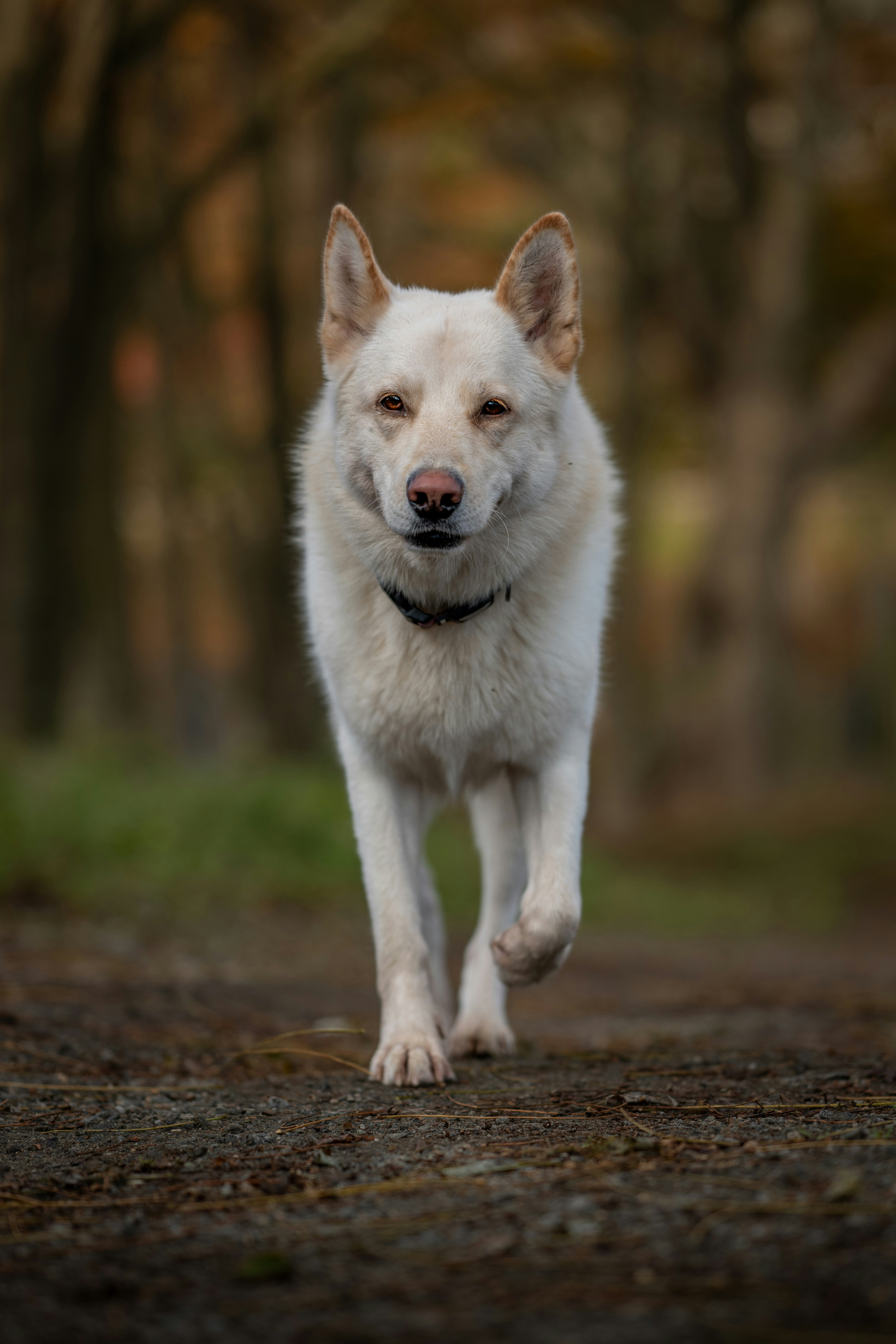 Photo by caninesofcork