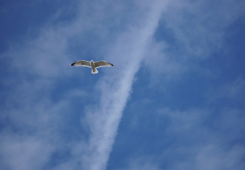 a seagull flying in the sky with a contrail in the background