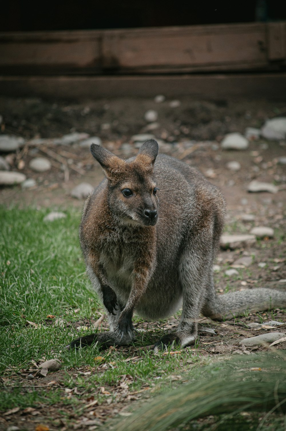 a small kangaroo standing on top of a lush green field