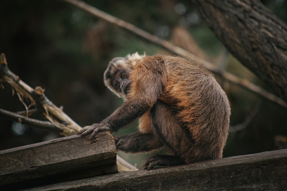 a monkey sitting on top of a wooden log