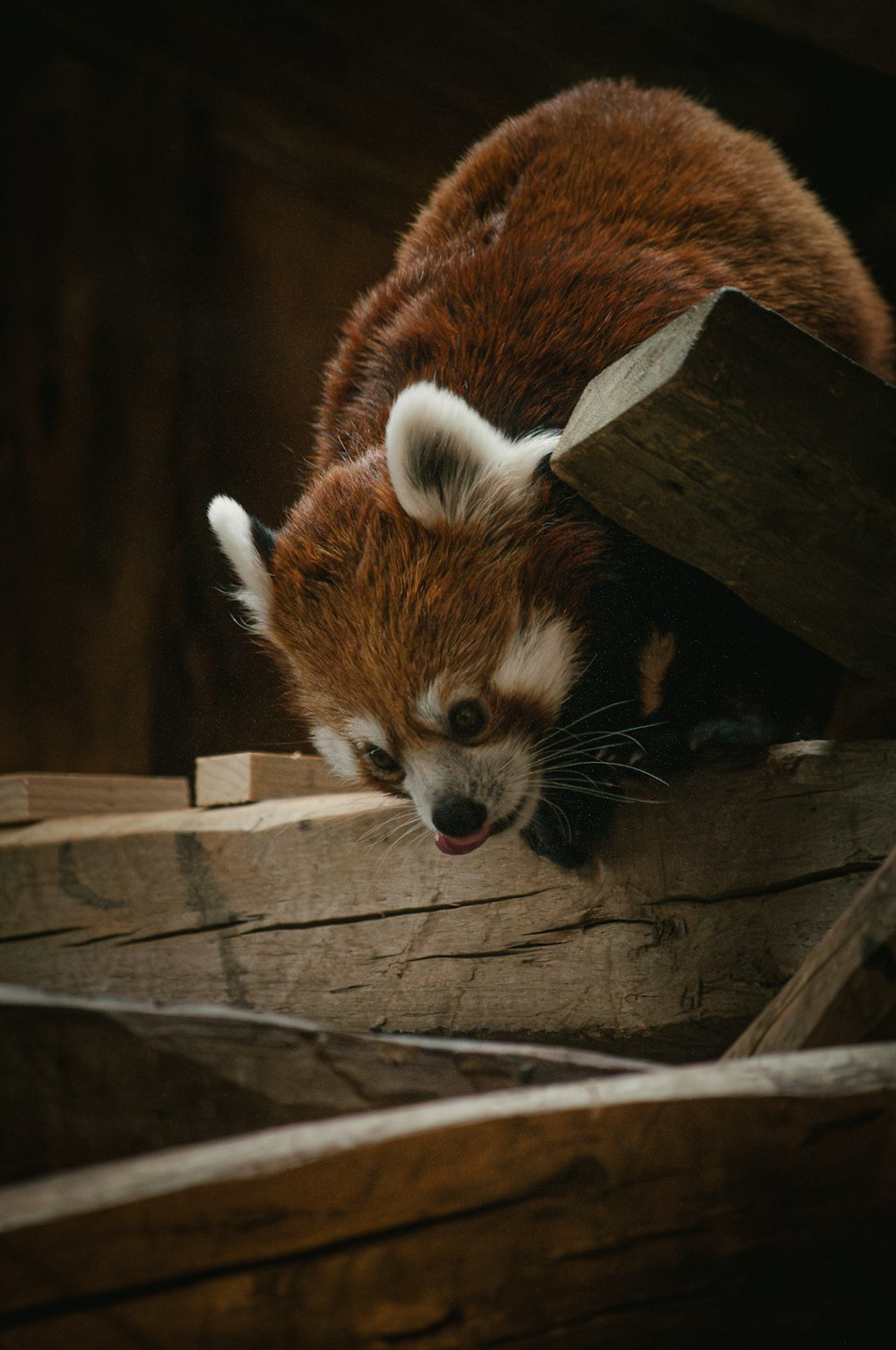 a red panda is climbing over a wooden structure