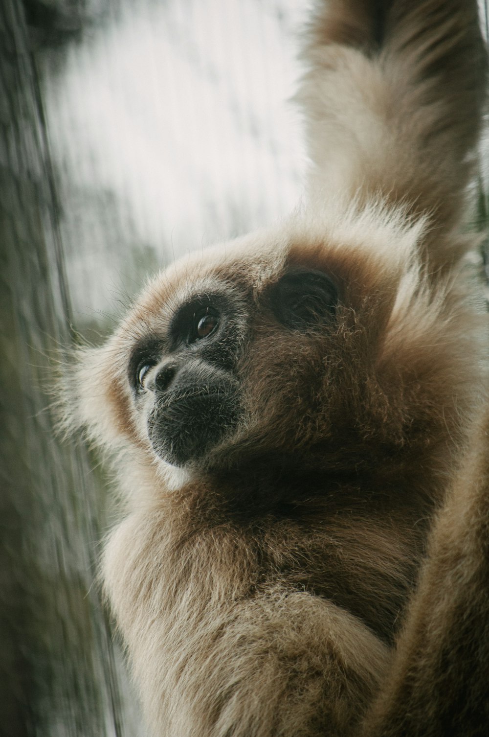 a close up of a monkey with a blurry background