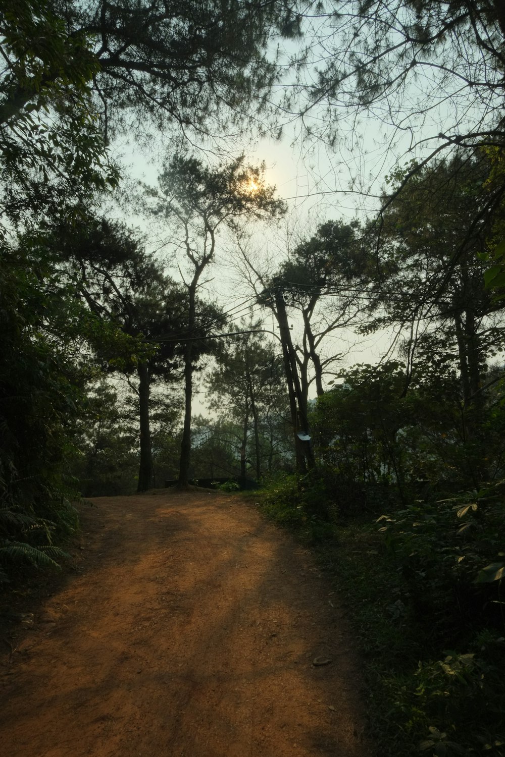 uma estrada de terra cercada por árvores e arbustos