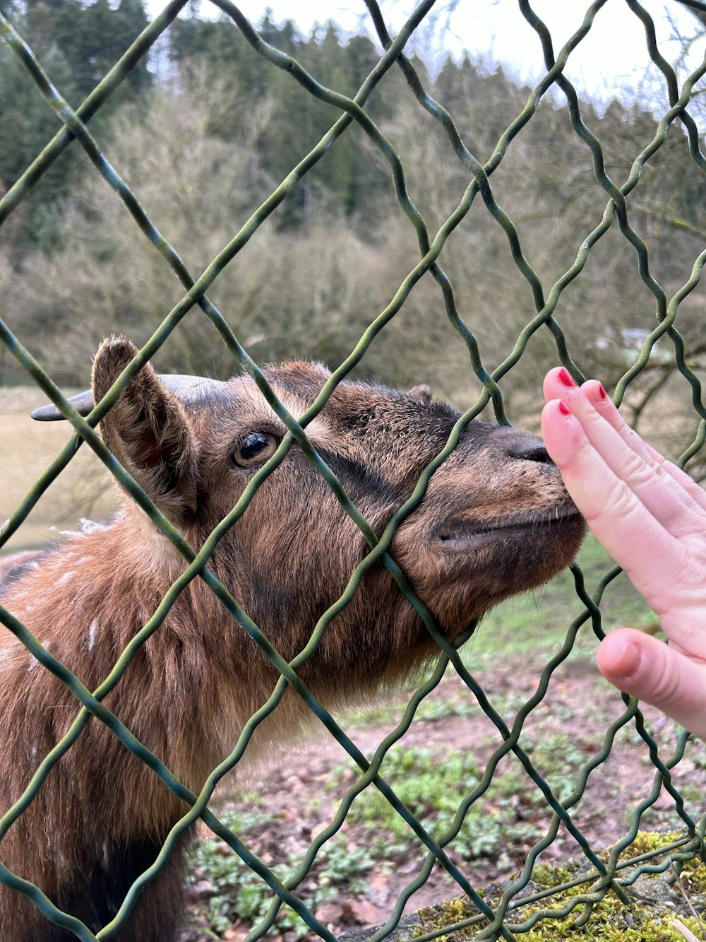 a hand reaching out towards a goat through a fence