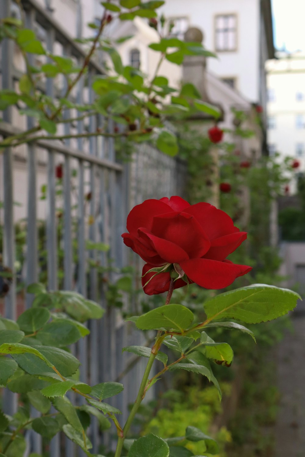 a red rose is blooming in front of a fence