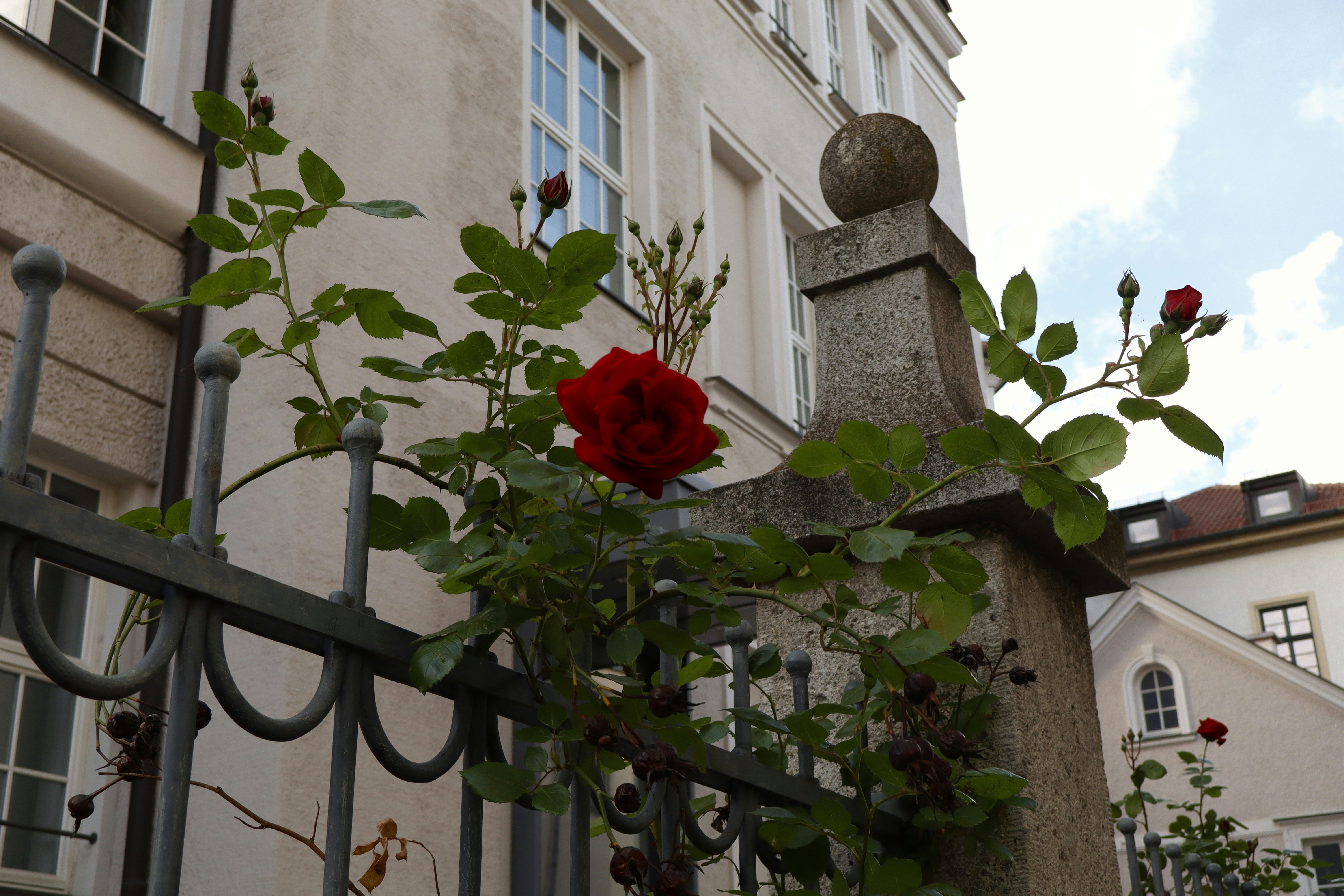 a red rose is growing on a wrought iron fence