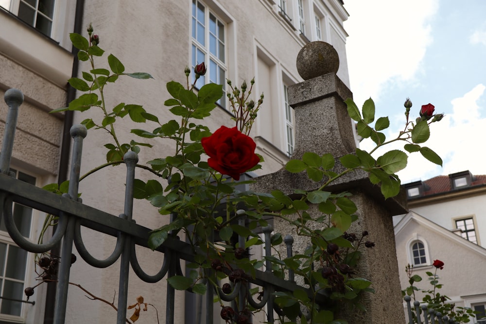 a red rose is growing on a wrought iron fence