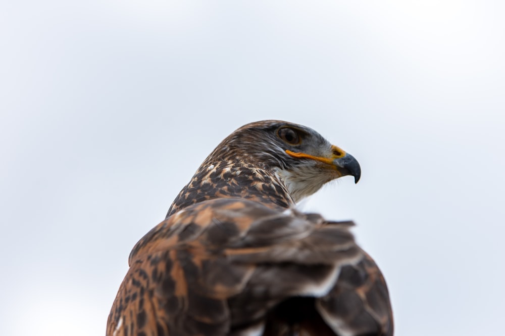 a bird of prey is perched on a branch