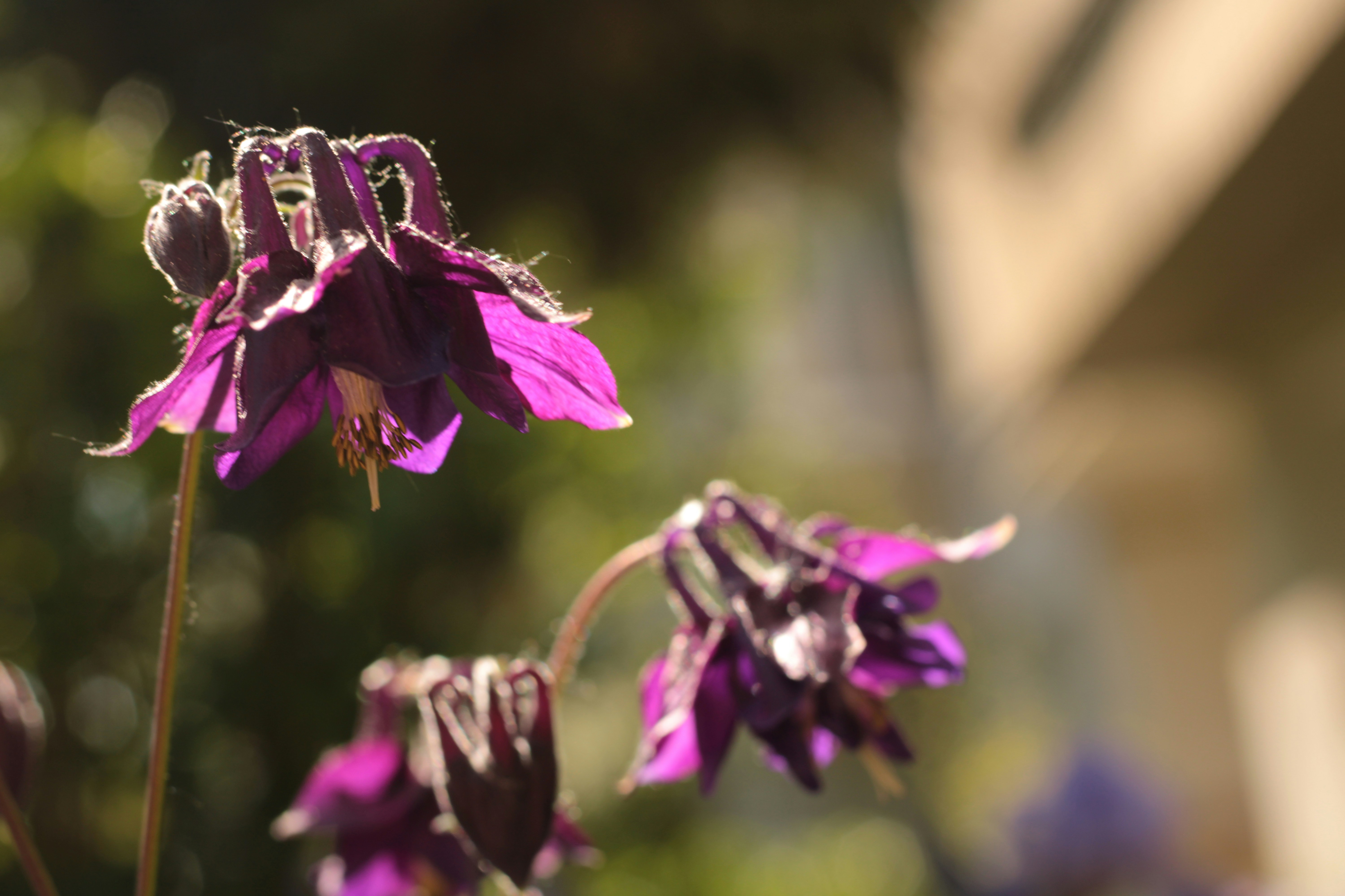 Photo by thorai9akira