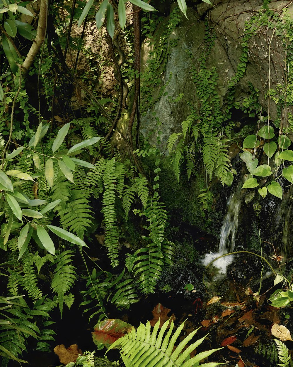 a small waterfall in the middle of a lush green forest