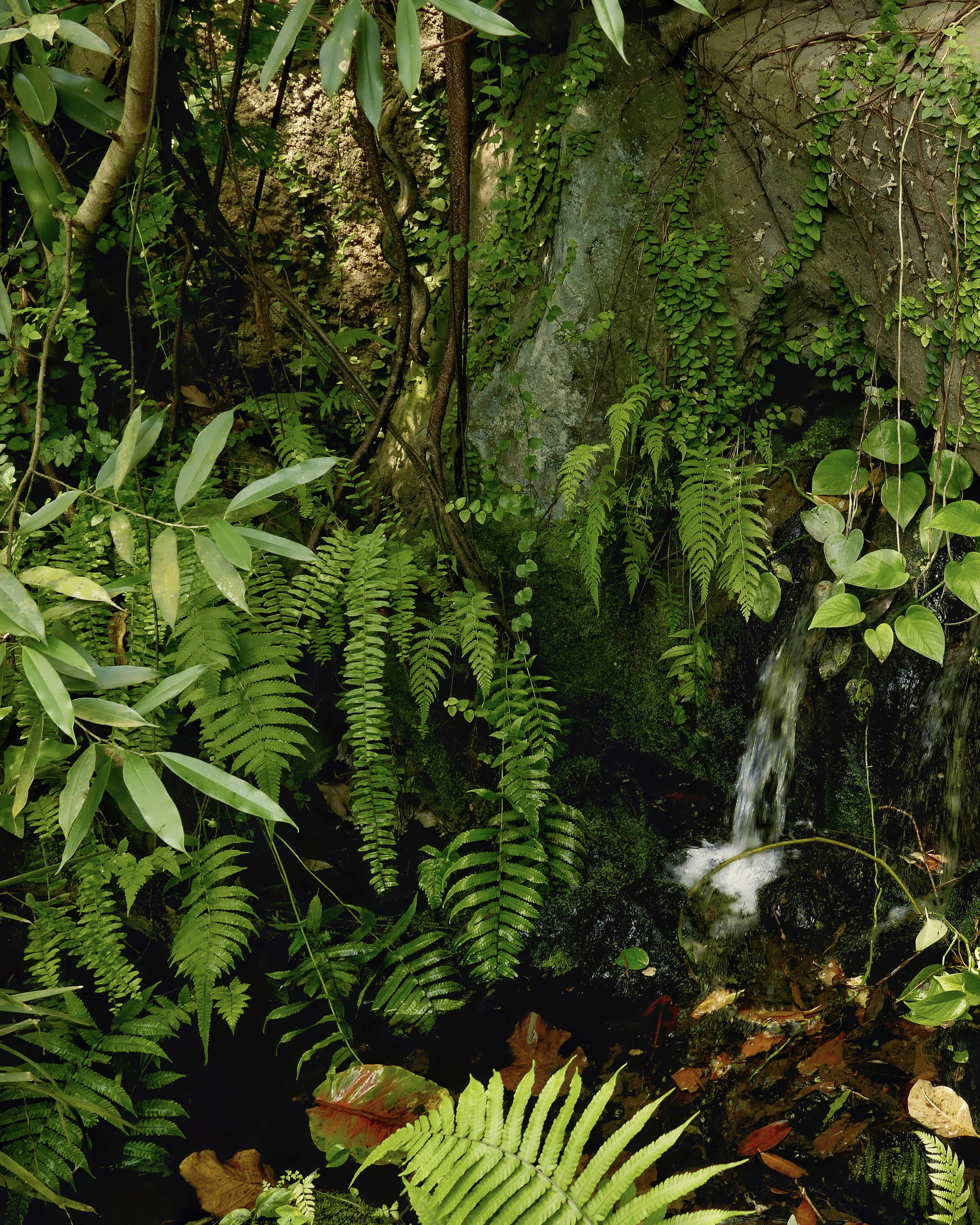 What Are The Best Climbing Plants For Fences?