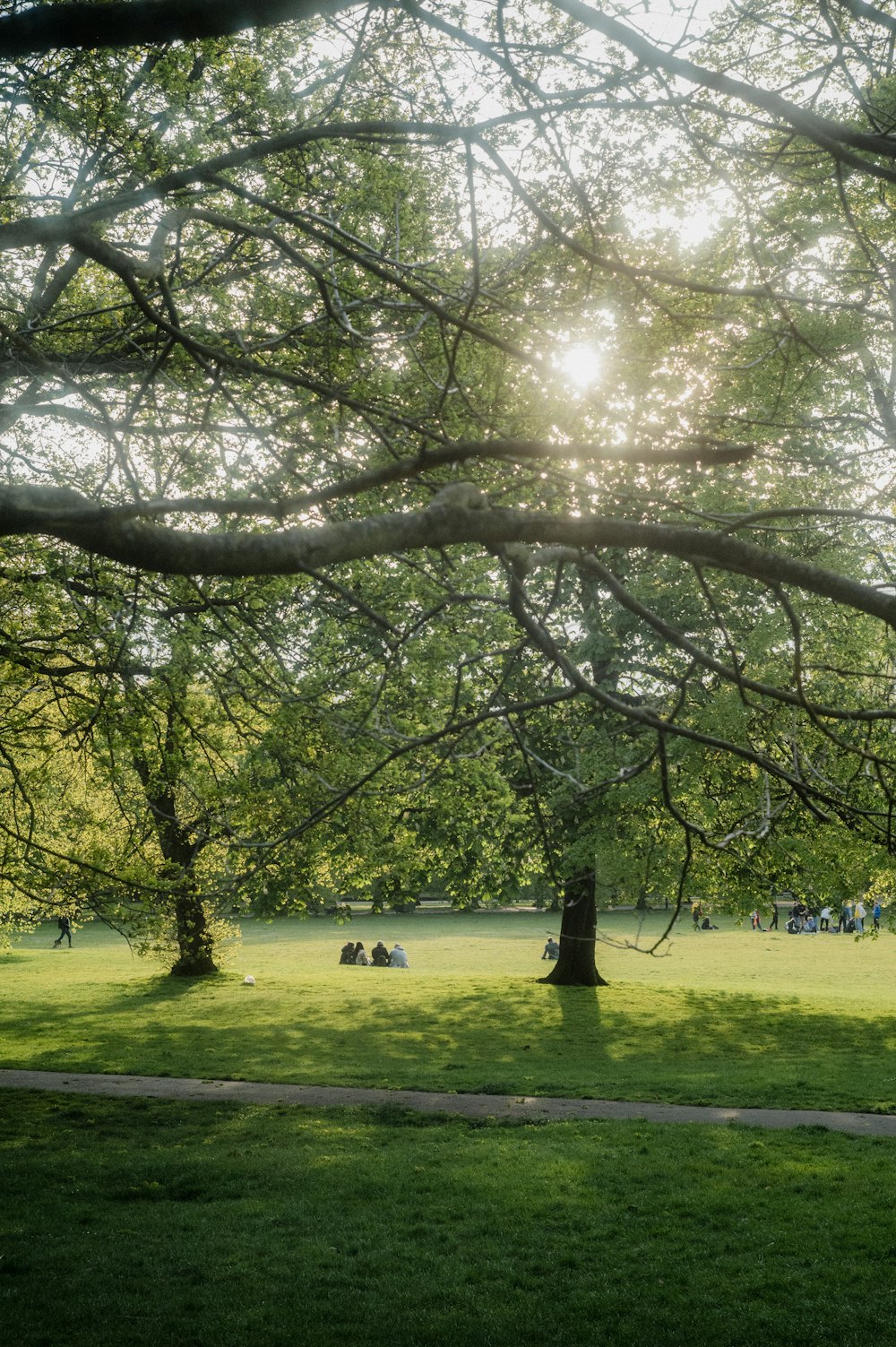 the sun shines through the branches of a tree in a park