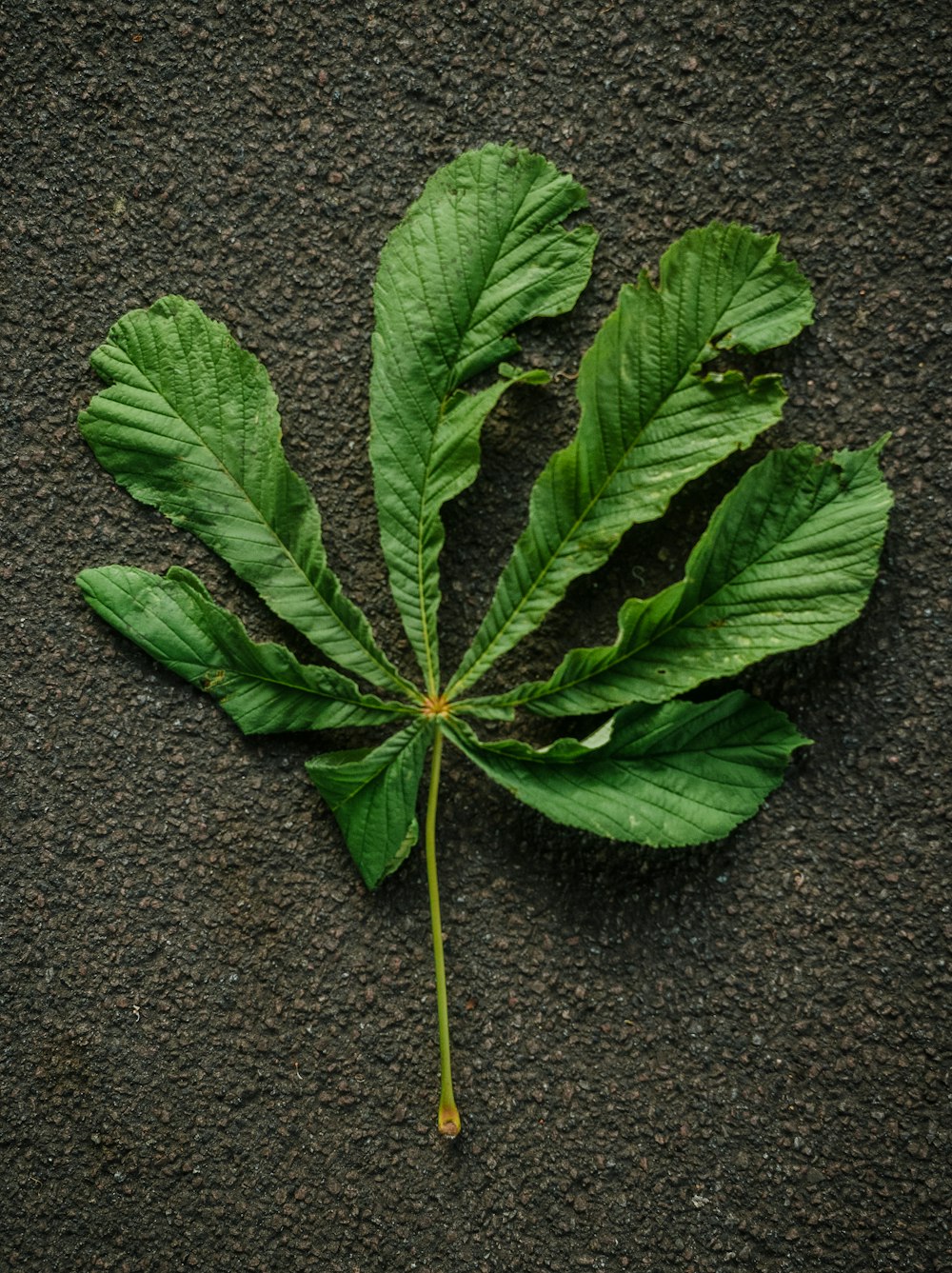 a green leaf laying on the ground