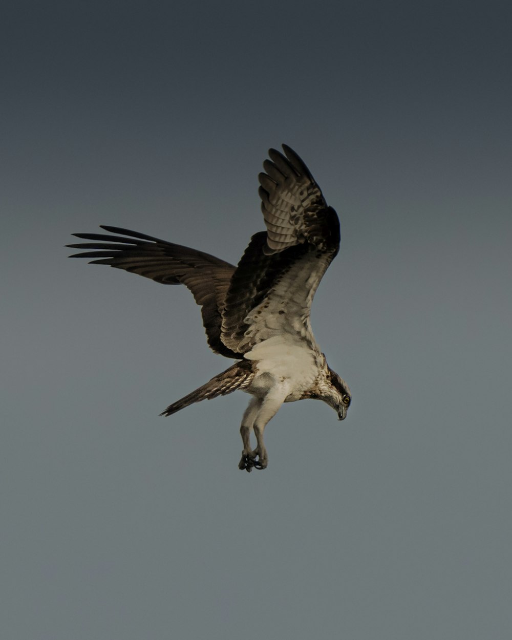 a large bird flying through a gray sky