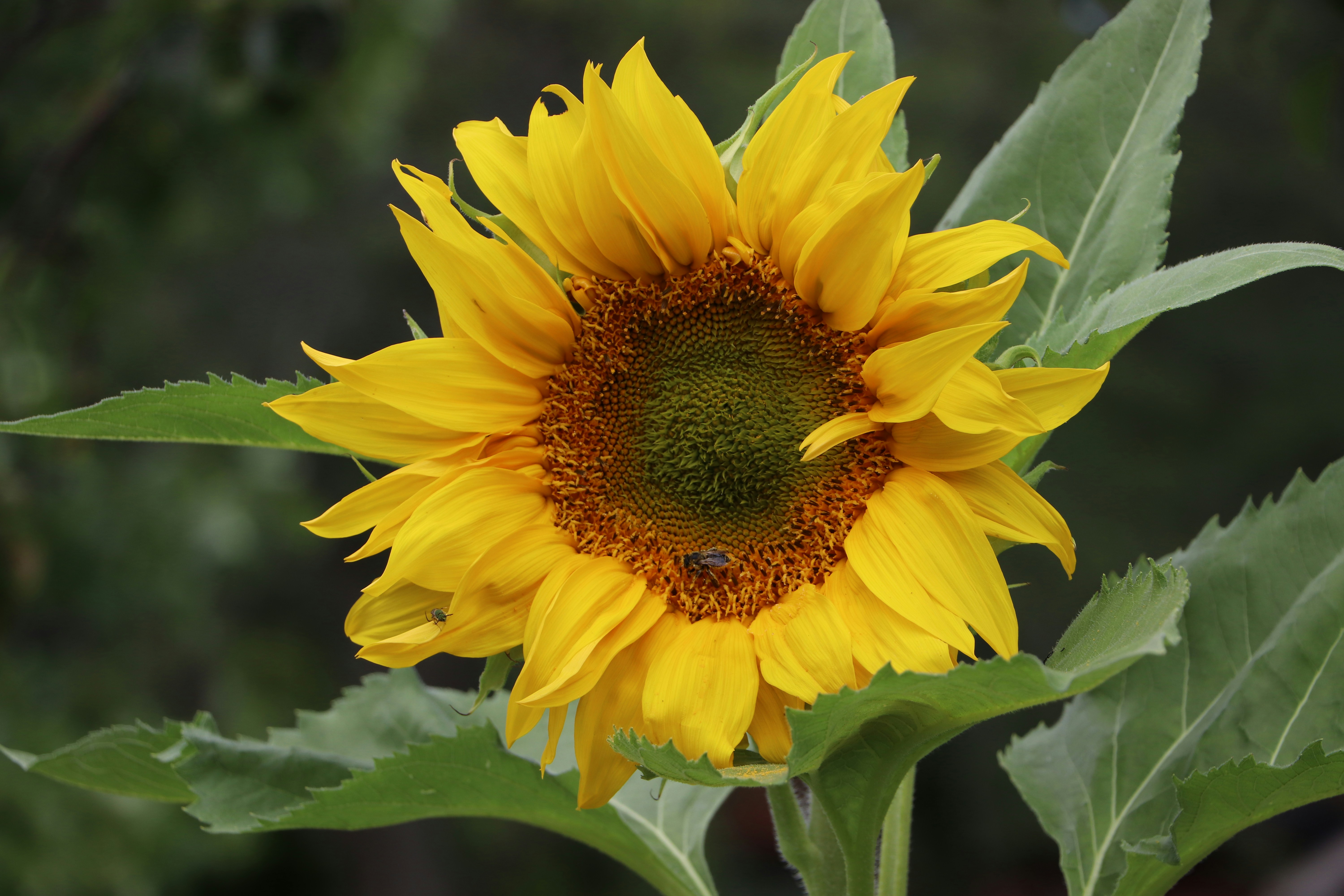 Photo by farhansabir