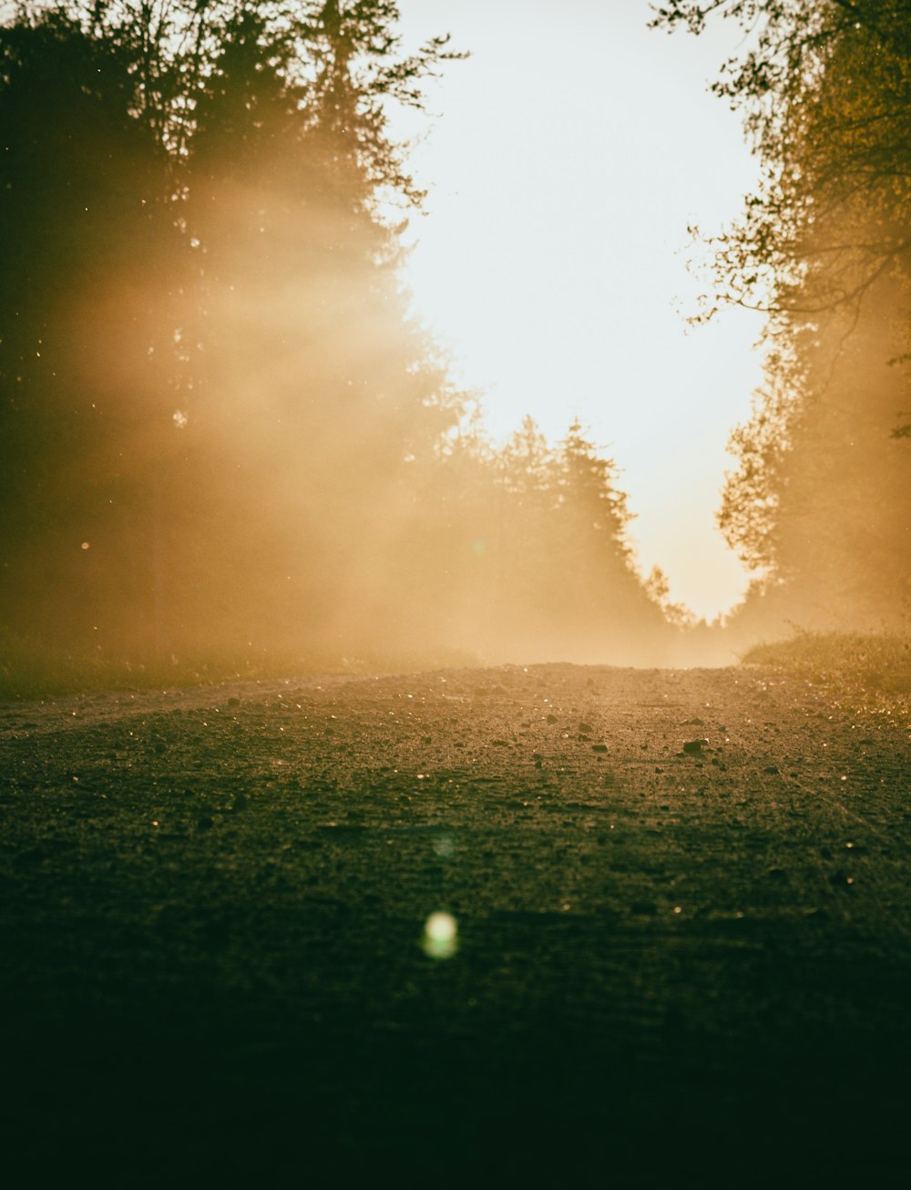 the sun is shining through the trees on a foggy day