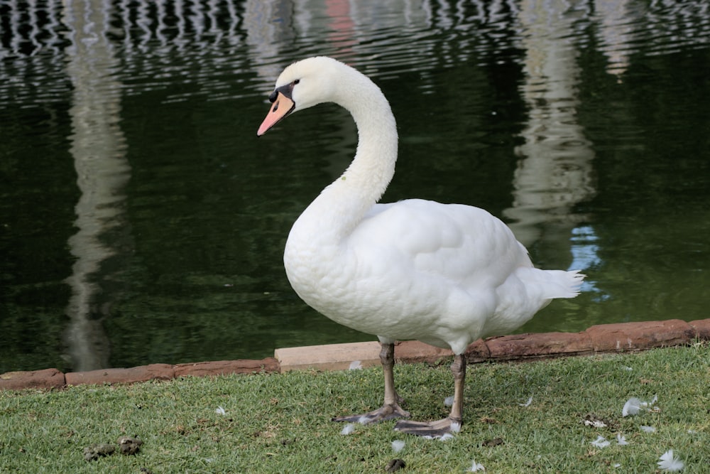 a white swan standing in front of a body of water