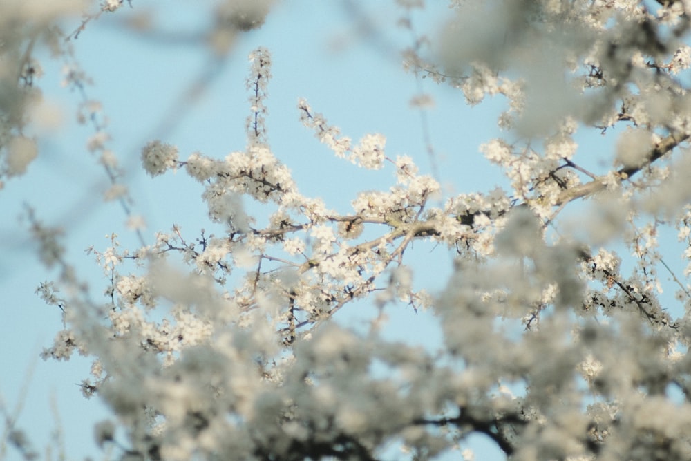 a bird is sitting on a branch of a tree