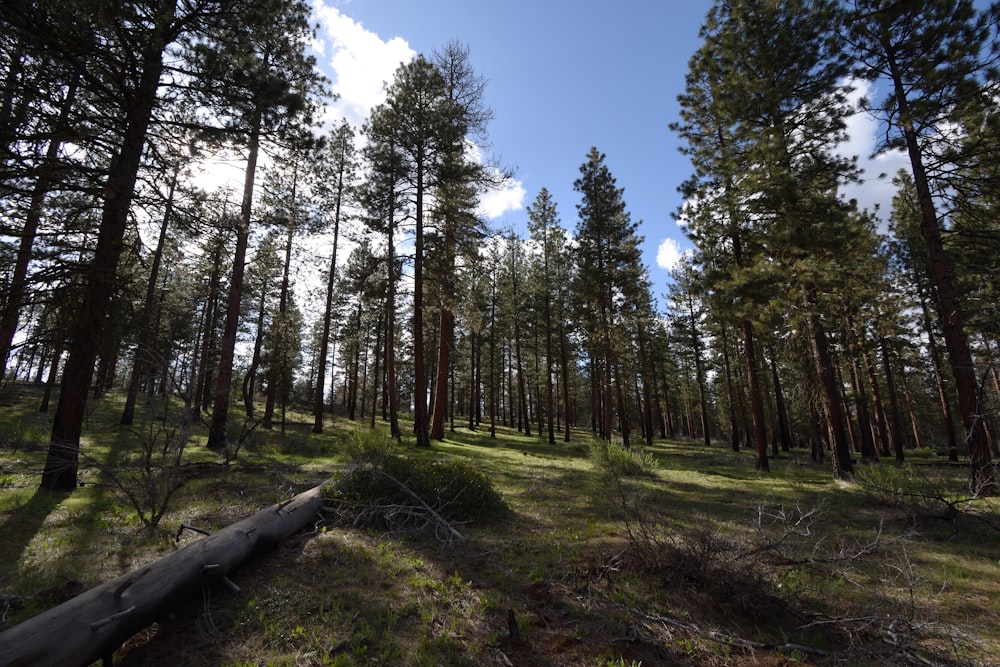 a forest filled with lots of tall trees