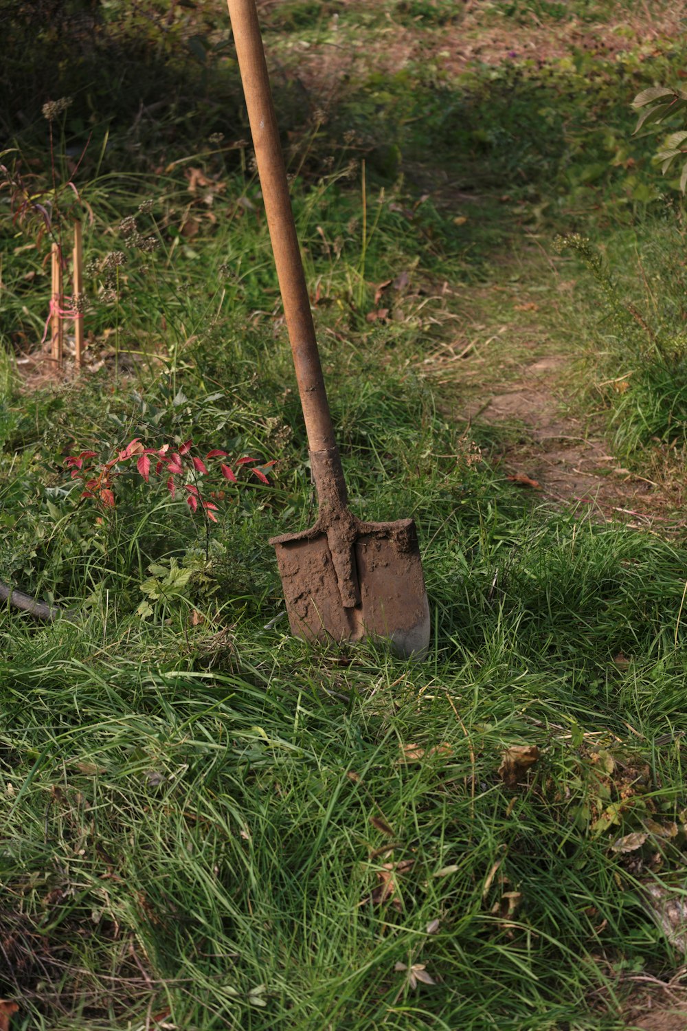 a shovel stuck in the grass next to a tree