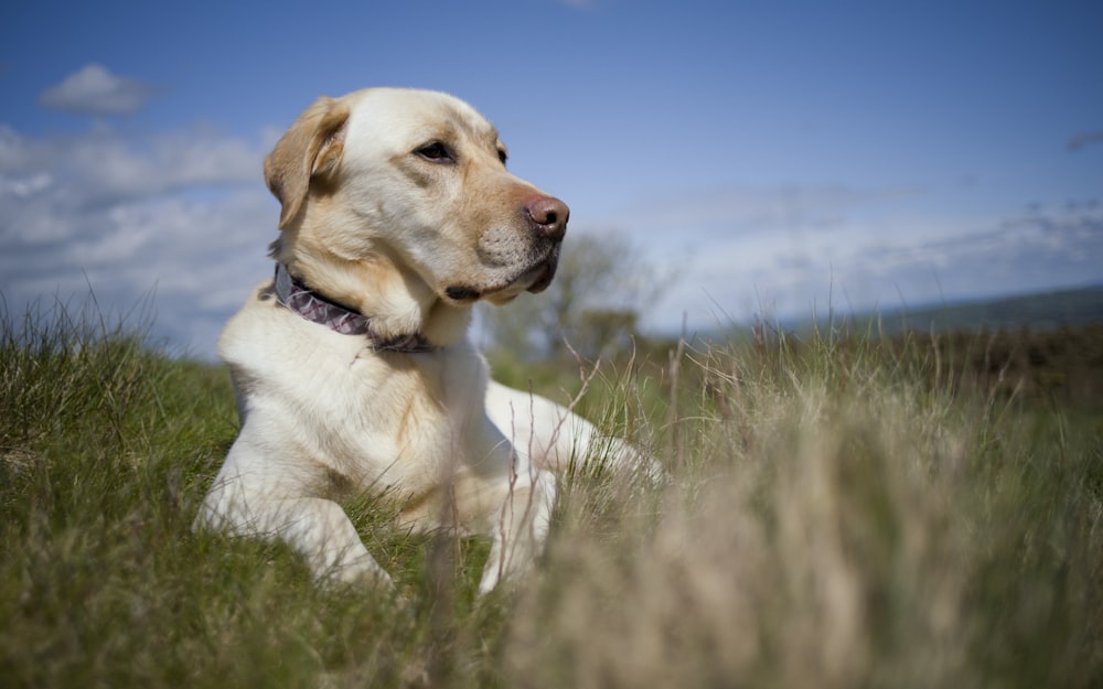 a dog that is laying down in the grass