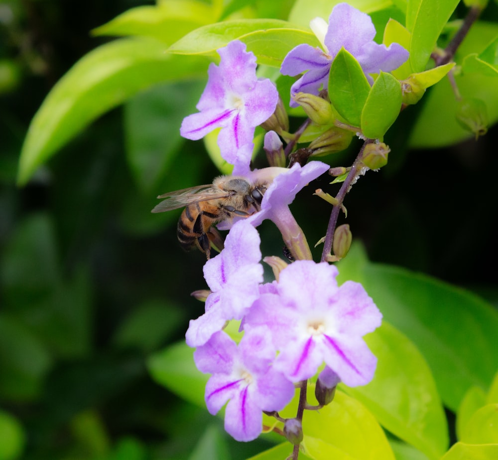 a bee on a purple flower with green leaves