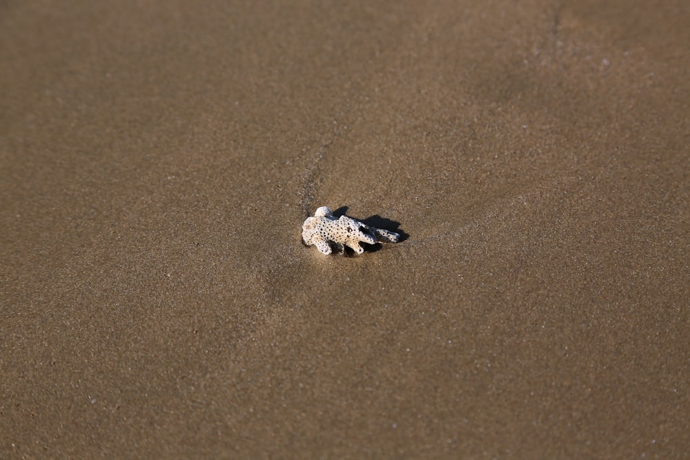 a small crab crawling on a sandy beach