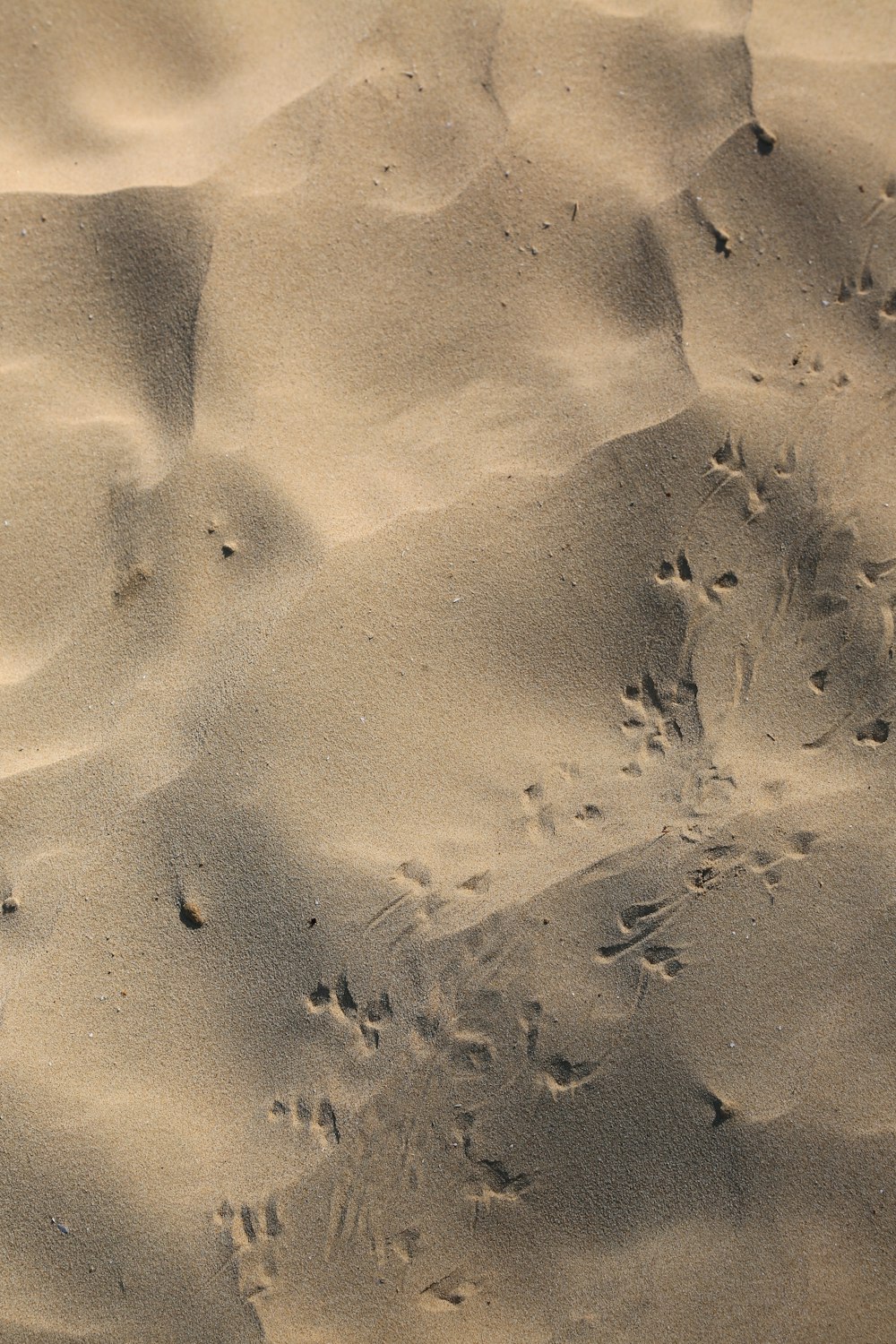 footprints in the sand of a beach