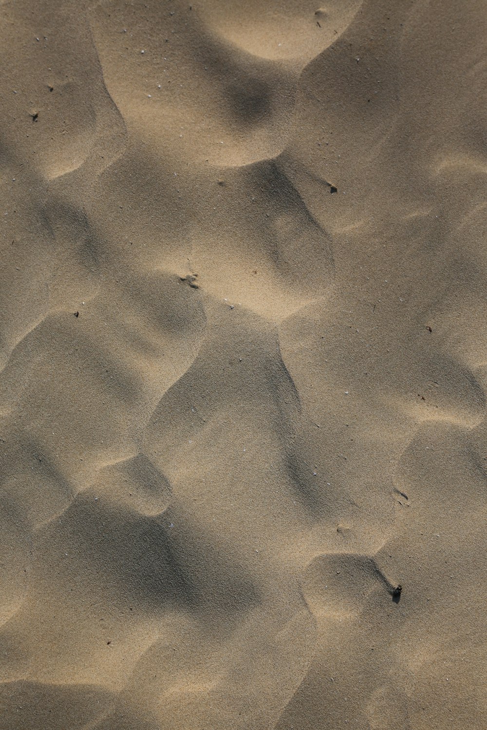 a bird is standing in the sand on the beach