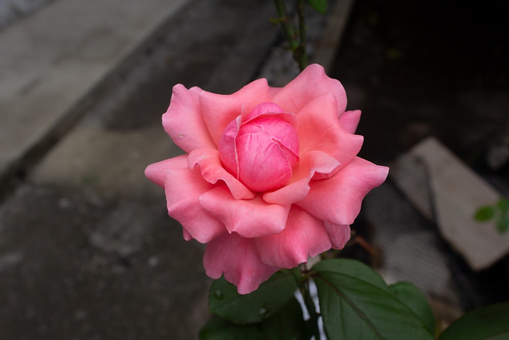 a pink flower is blooming on a plant