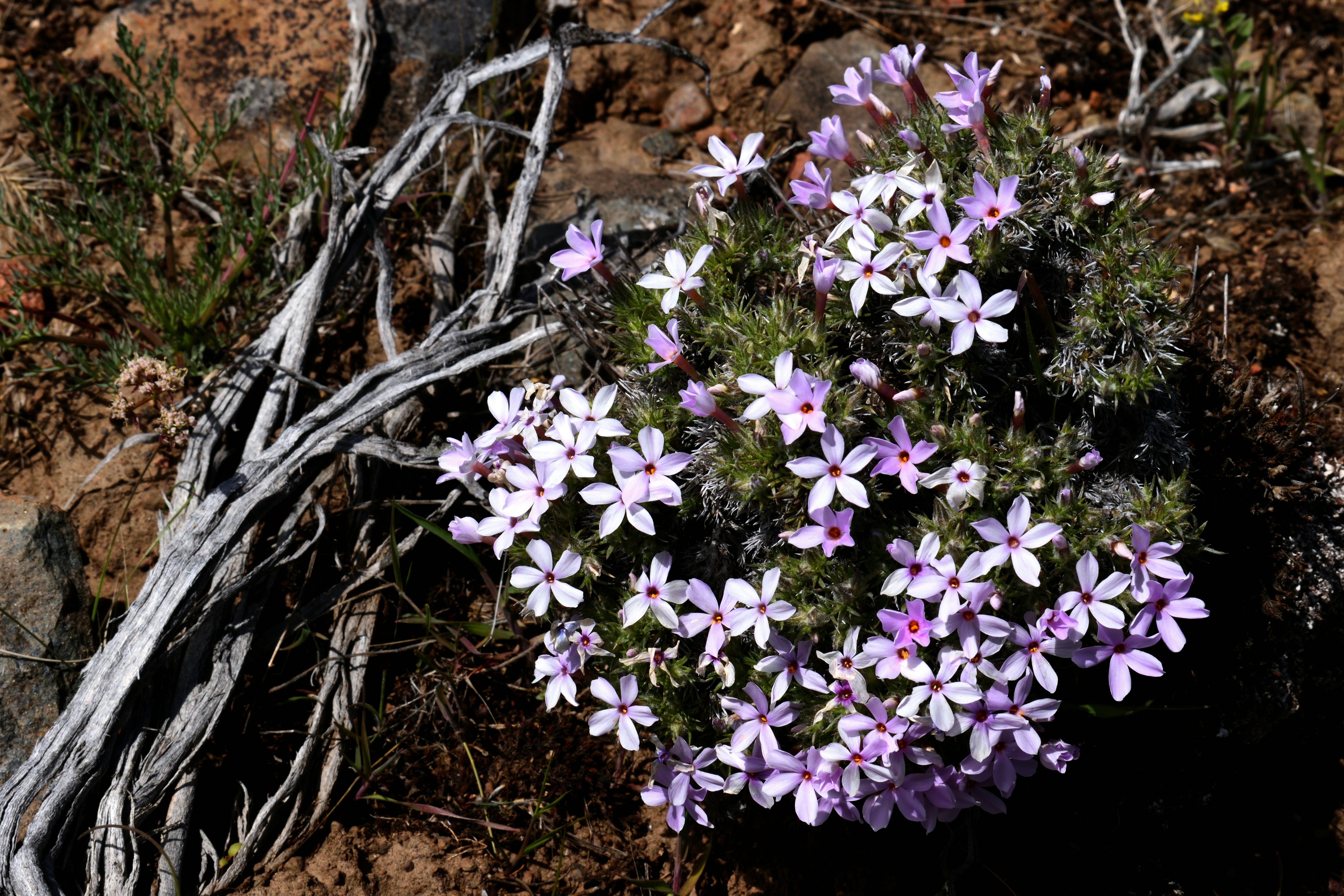 Photo by leah_stormy_storme