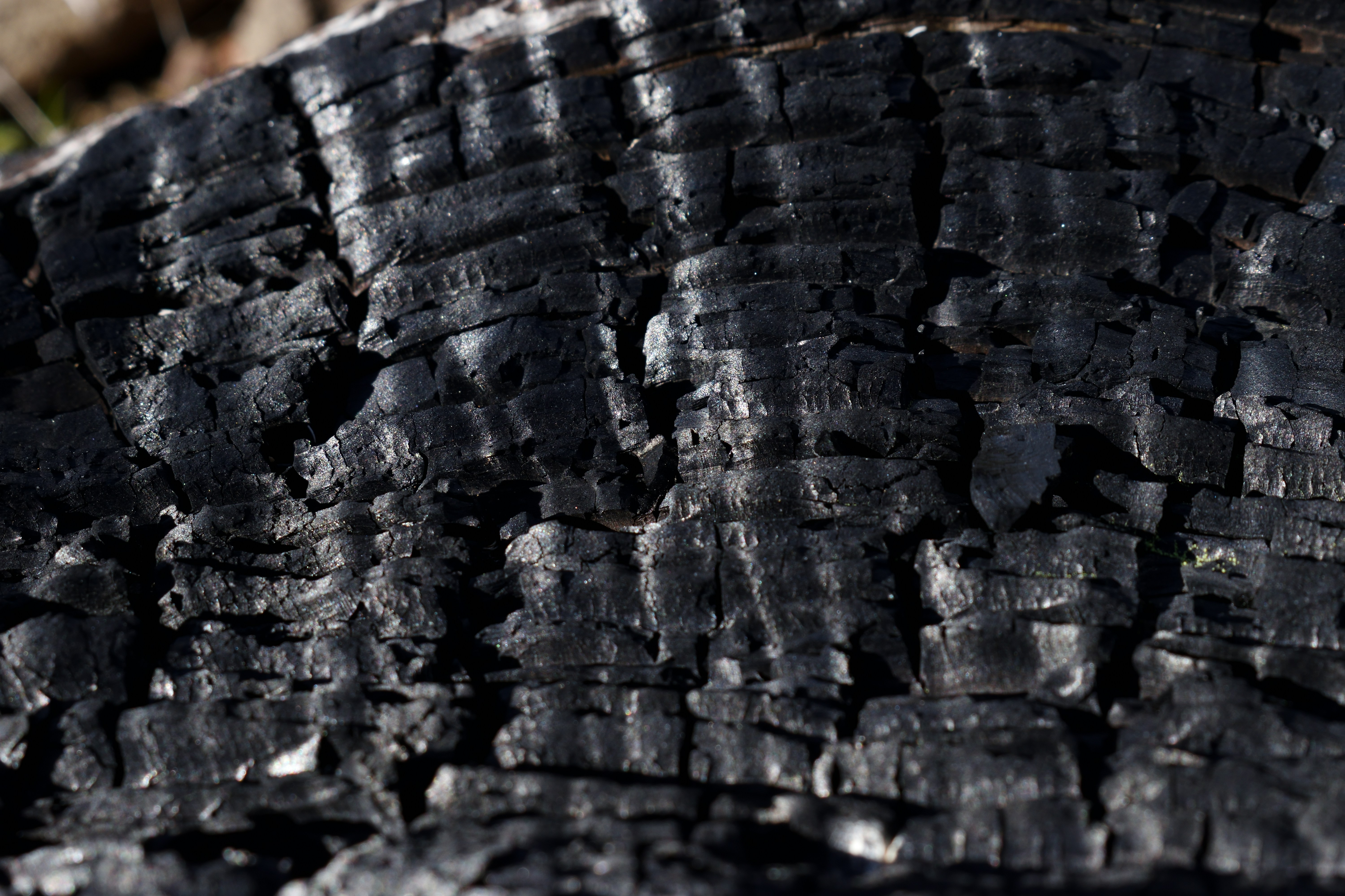 a close up of the bark of a tree