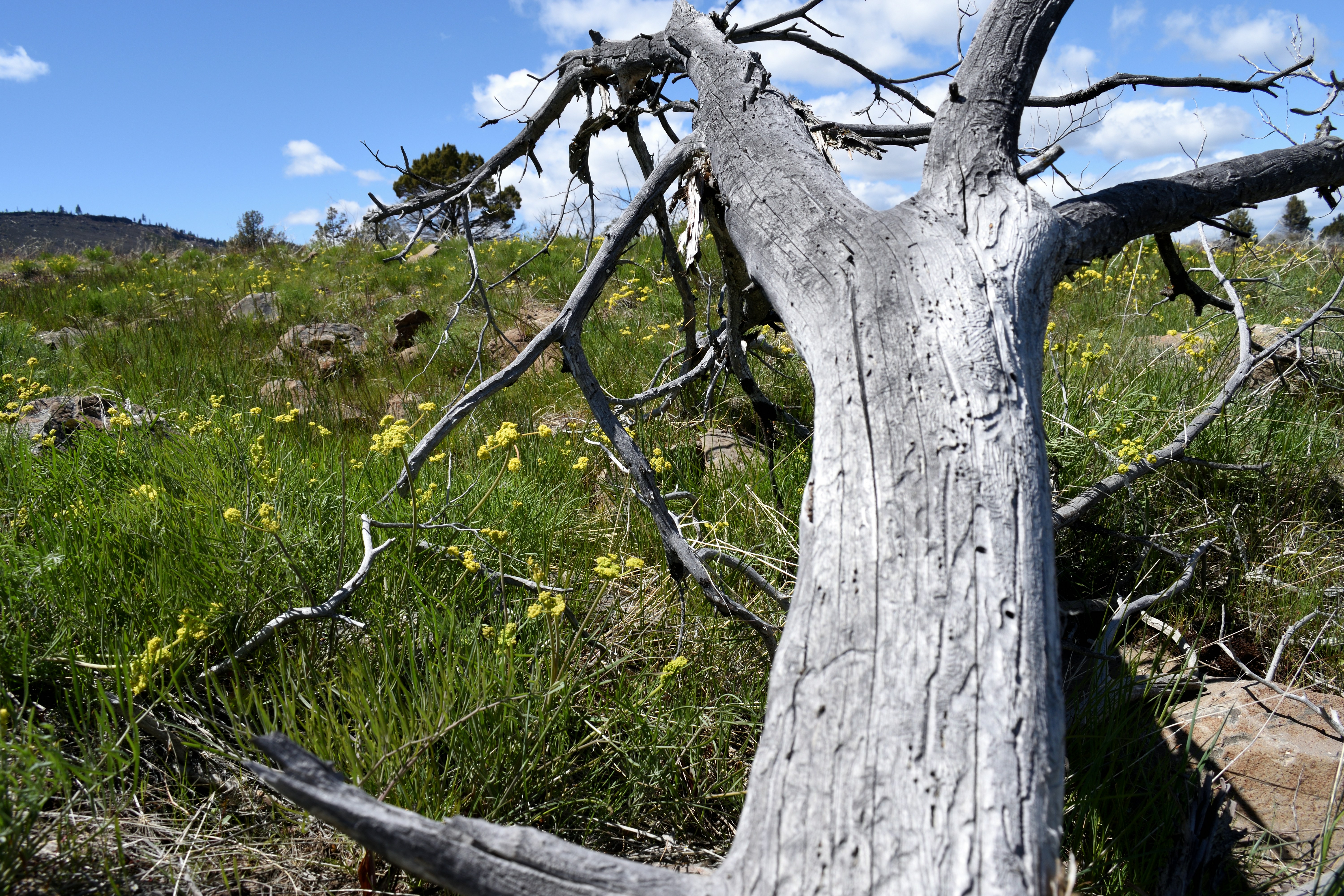 Photo by leah_stormy_storme