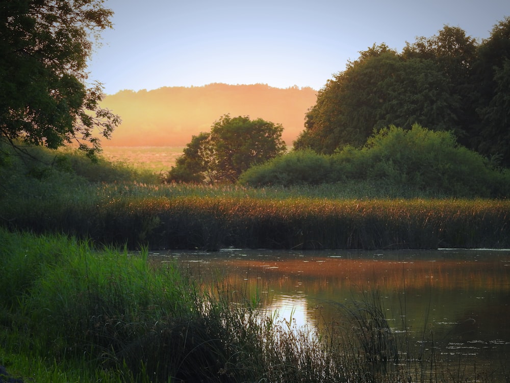 a lake surrounded by tall grass and trees