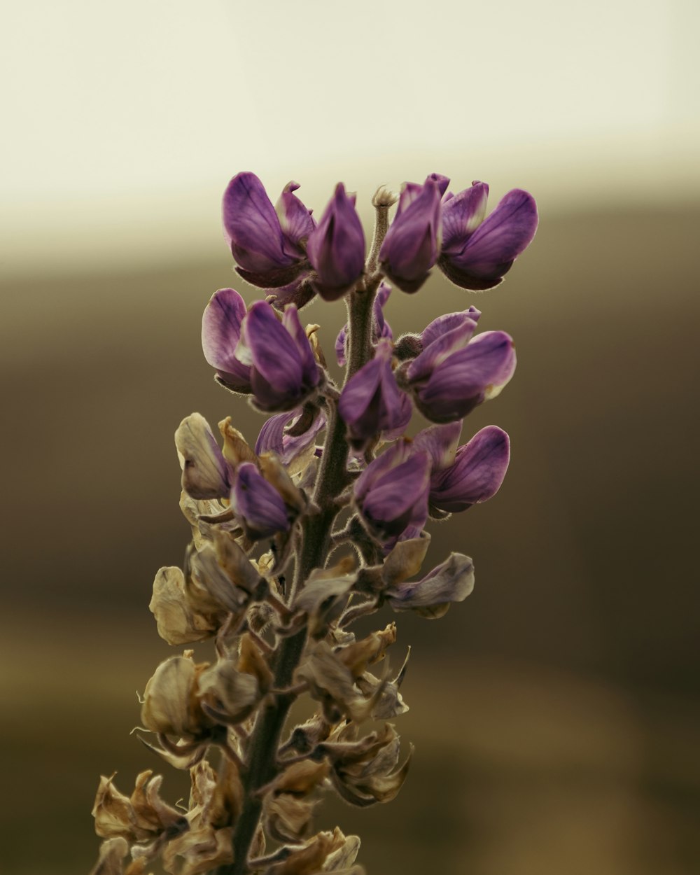 a close up of a purple flower with a blurry background