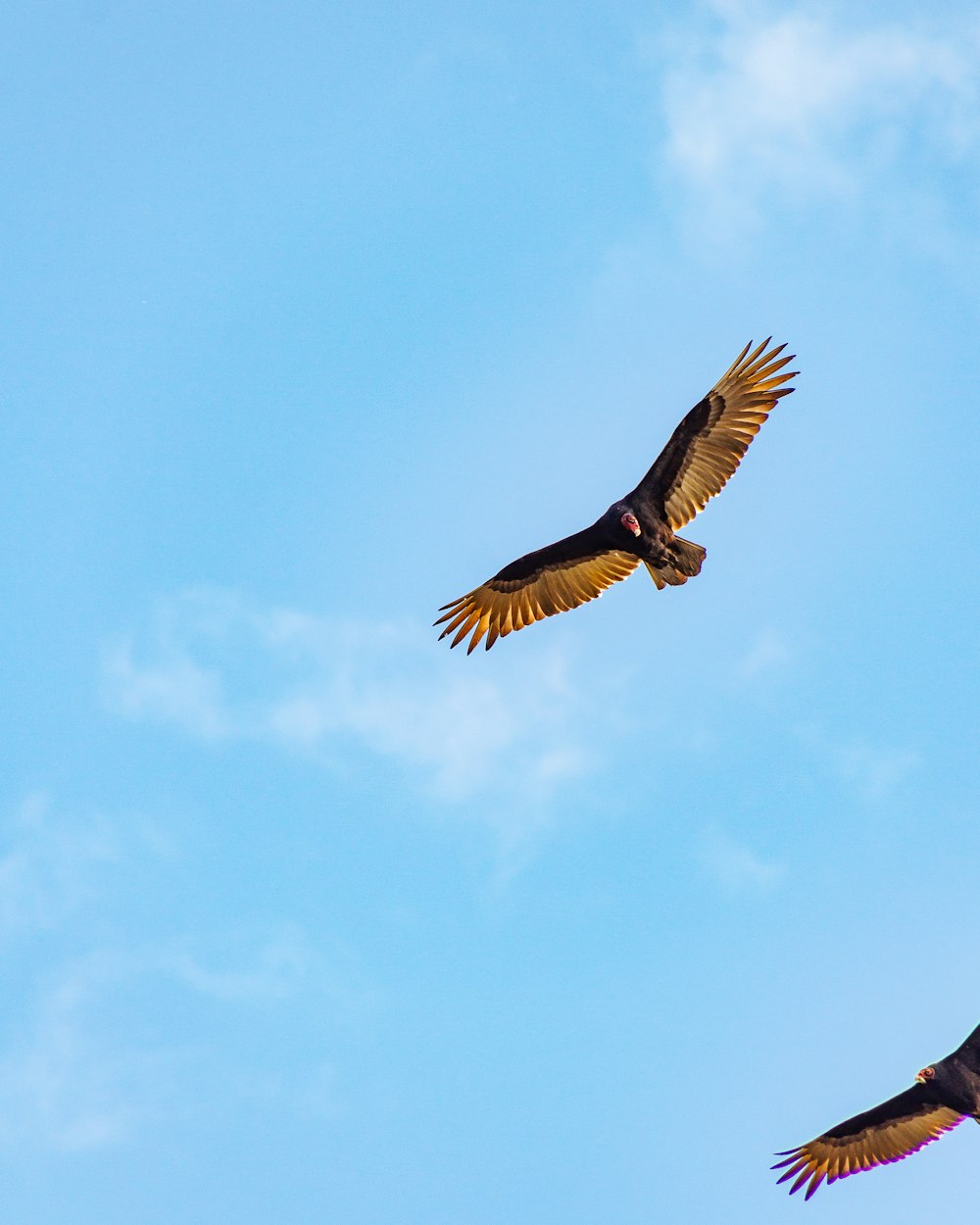 two large birds flying through a blue sky