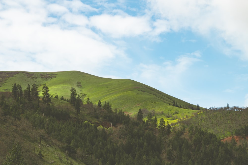 a green hill with trees on the side of it