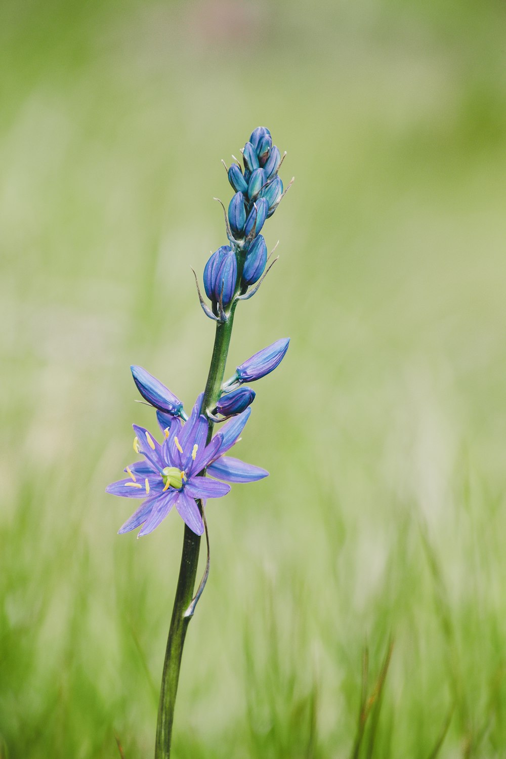 a single blue flower in a grassy field
