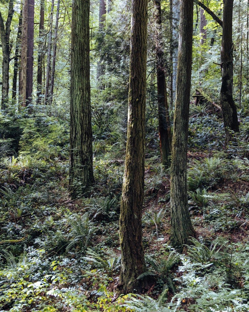 a forest filled with lots of tall trees