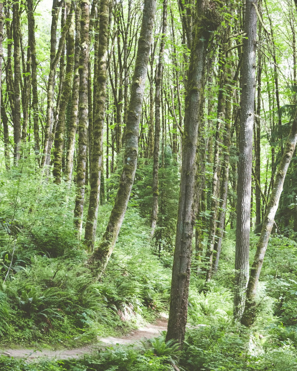 a path through a forest with lots of trees