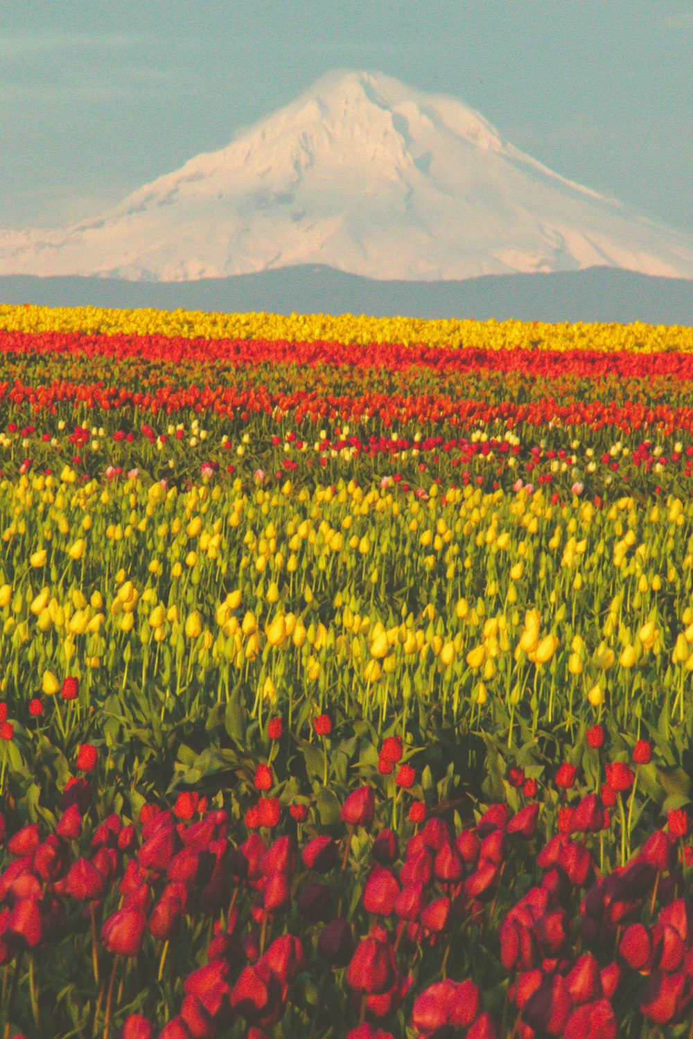 a field of flowers with a mountain in the background