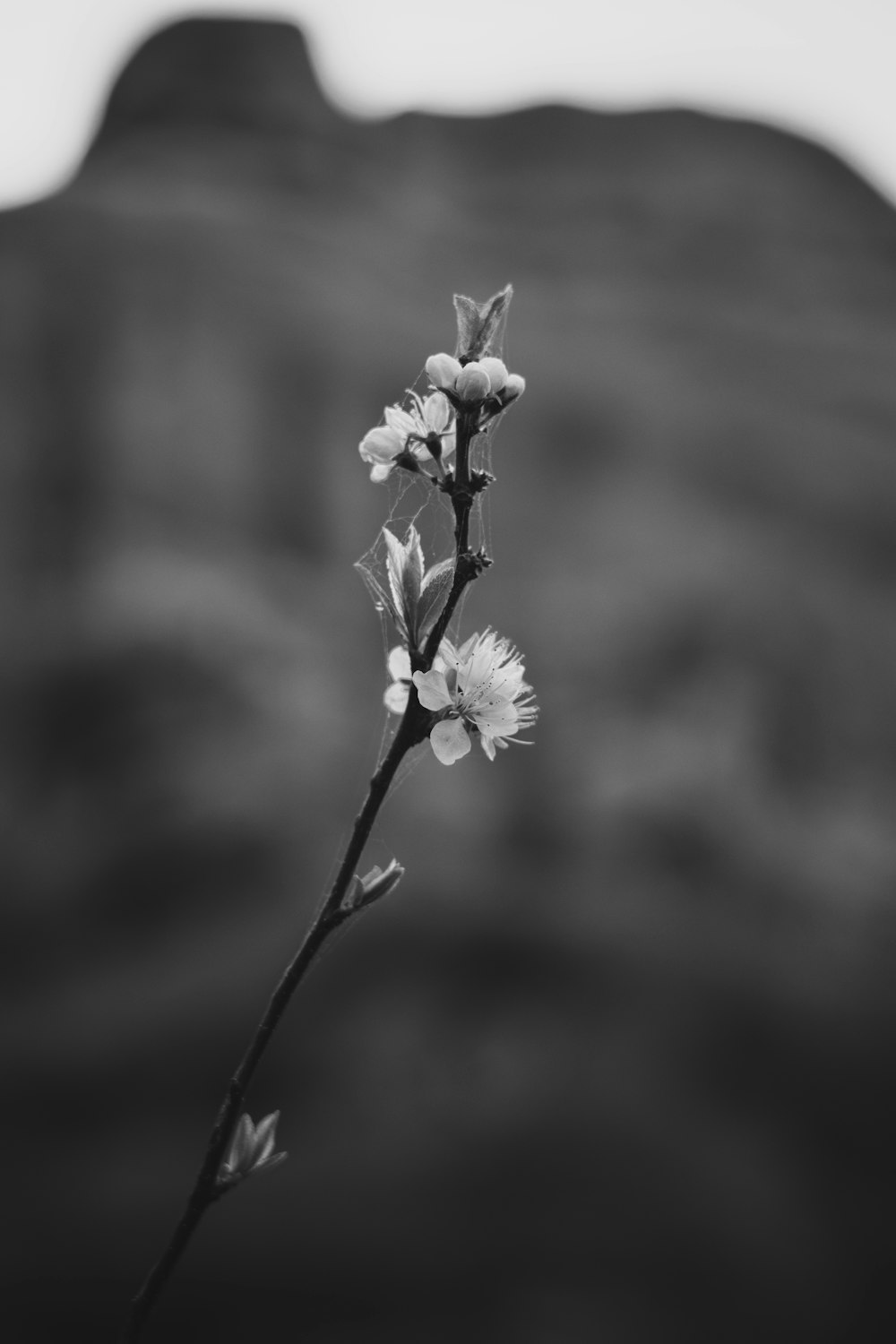 a black and white photo of a flower