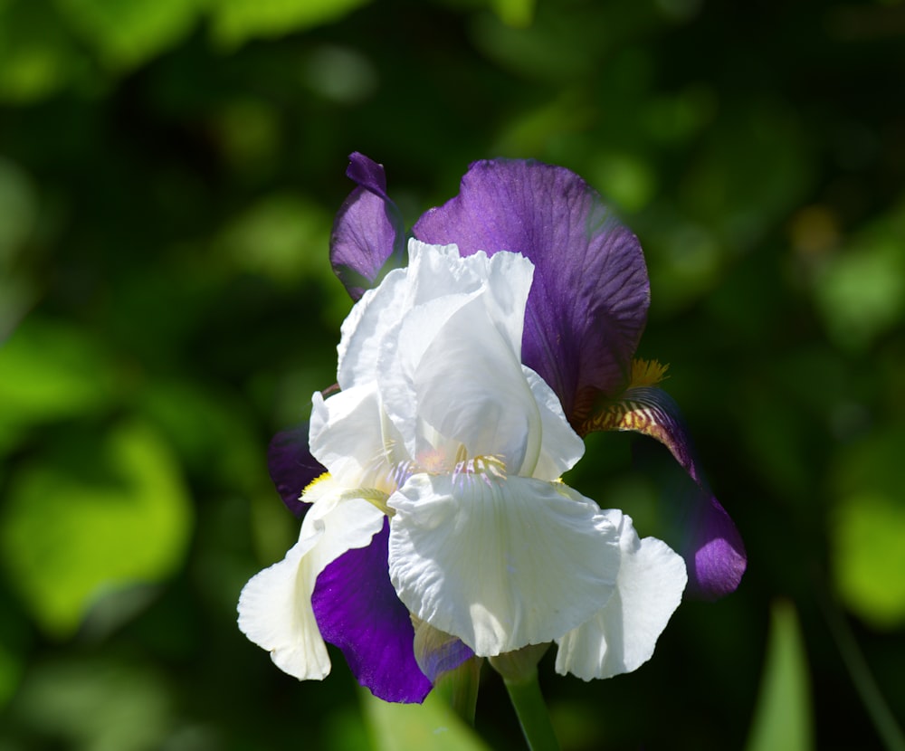 a close up of a purple and white flower