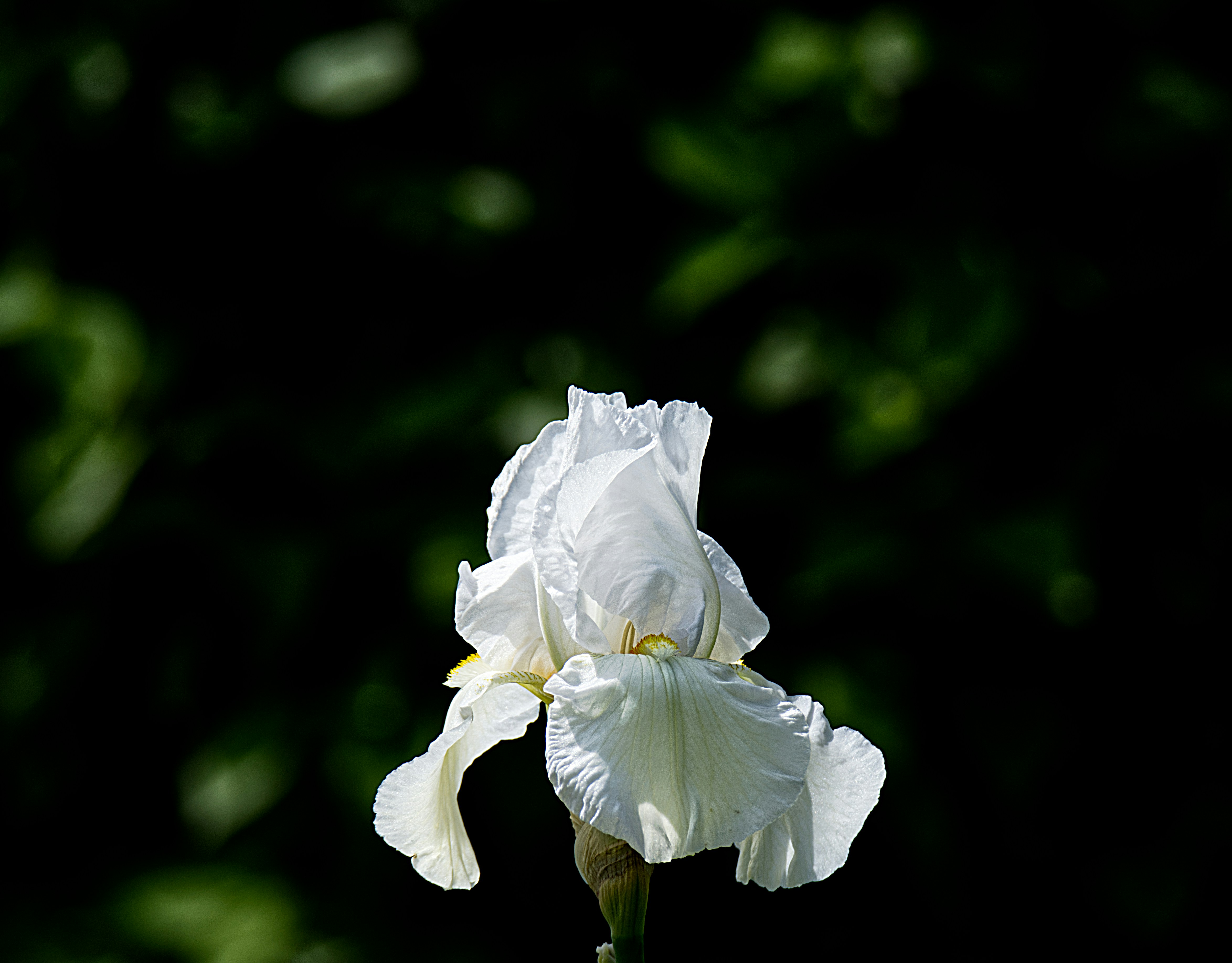 Photo by johndapps