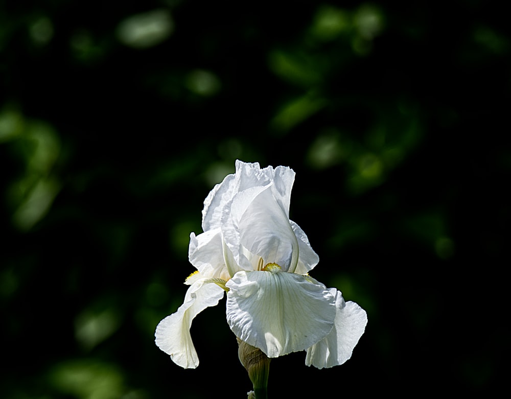 a white flower with a dark background