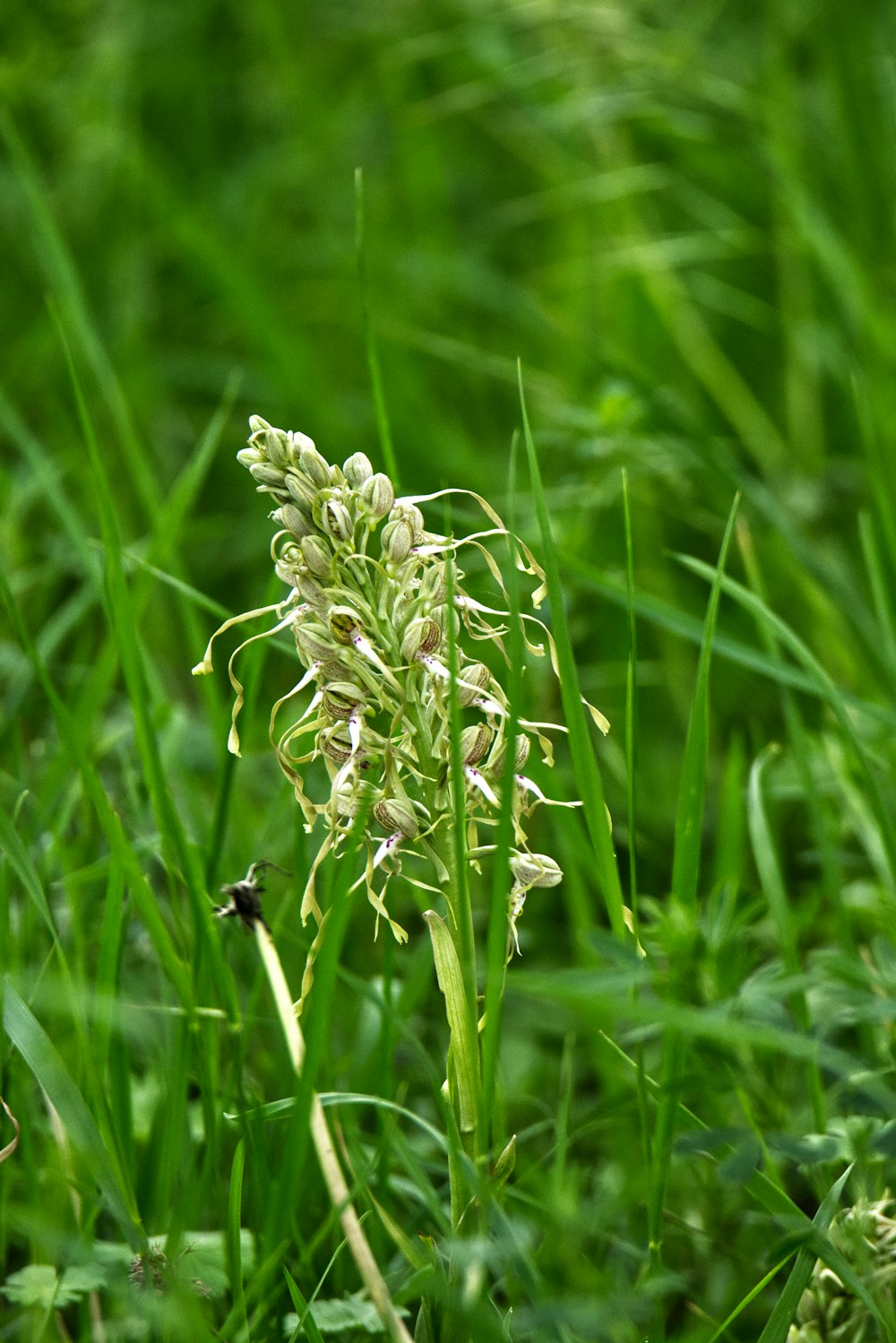 a close up of a flower in a field of grass